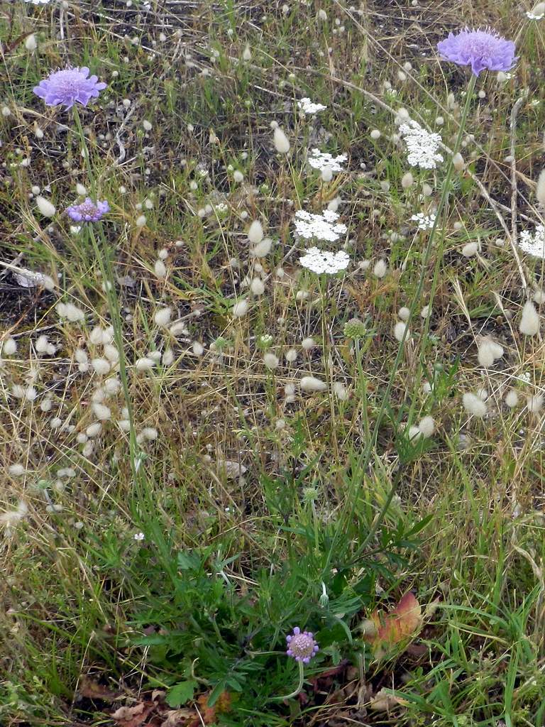 Scabiosa sp.